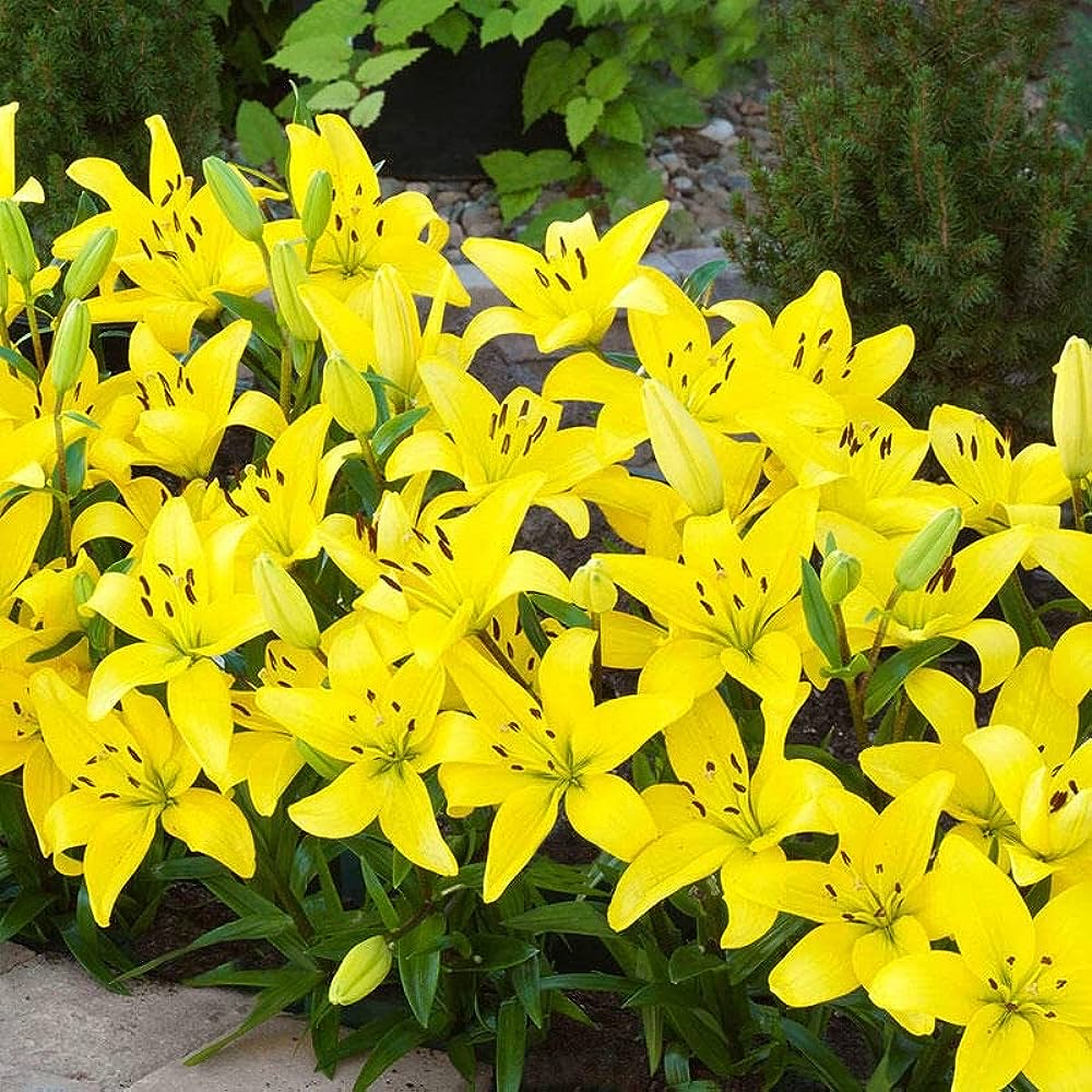 Brindisi asiatic lily
