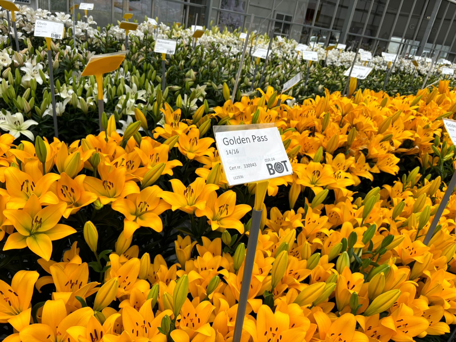 Labrador oriental lily