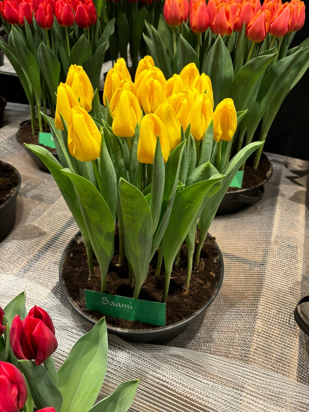 Orange Joy pot lily